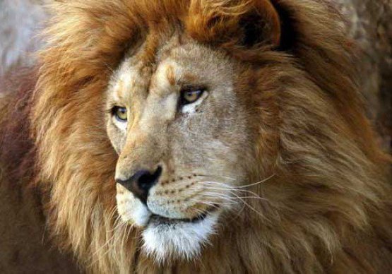 Imposto de Renda Retido na Fonte